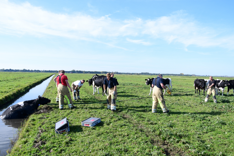 Brandweer flink in de benen voor koe in nood