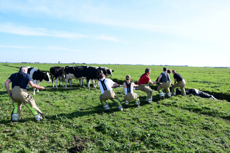 Brandweer flink in de benen voor koe in nood