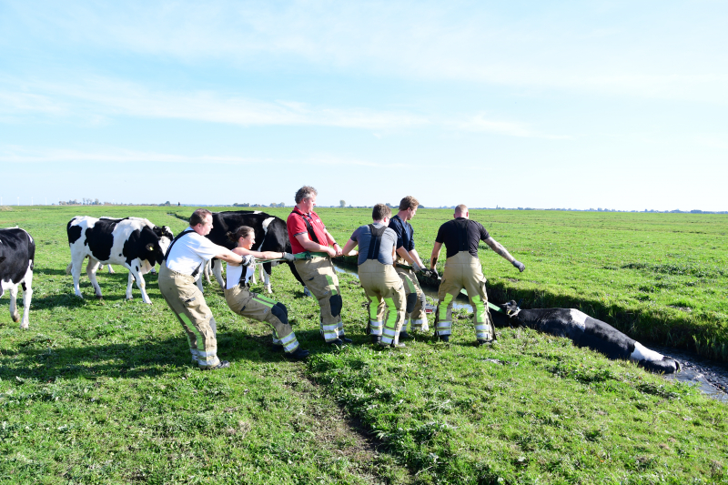 Brandweer flink in de benen voor koe in nood