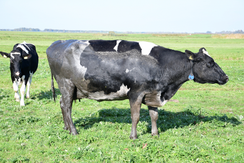 Brandweer flink in de benen voor koe in nood