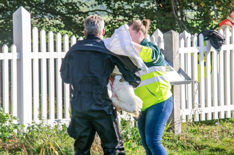 Zwaan met gebroken vleugel uit sloot gered