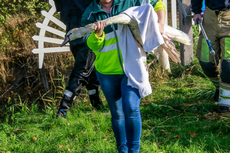 Zwaan met gebroken vleugel uit sloot gered