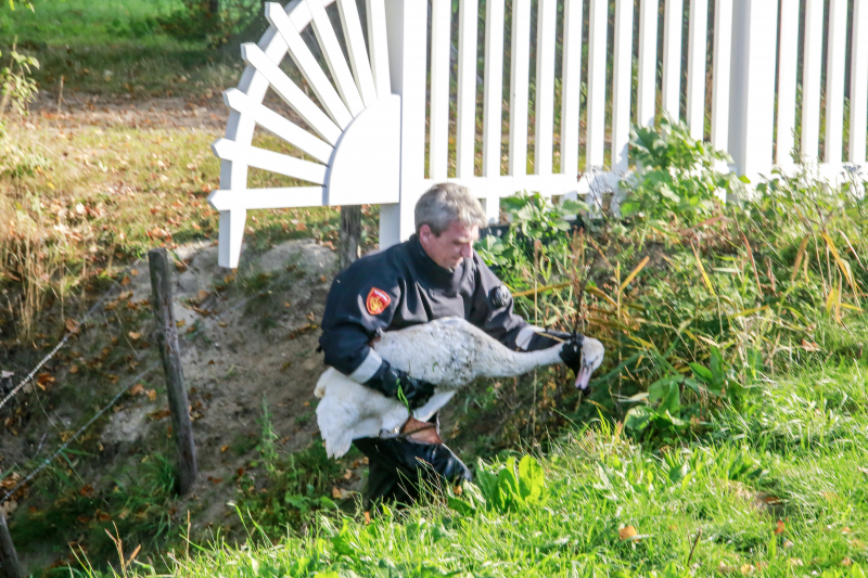 Zwaan met gebroken vleugel uit sloot gered