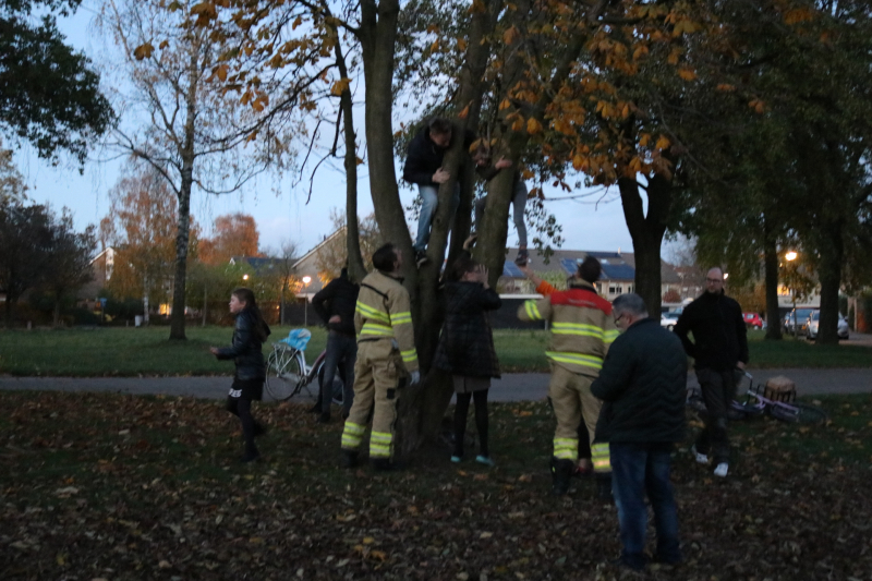 Knulletje vast in boom