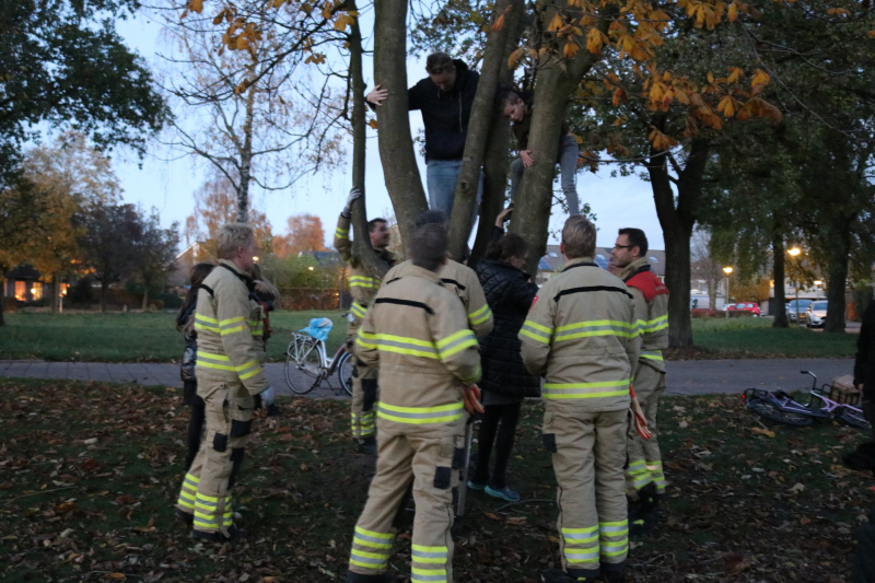 Knulletje vast in boom