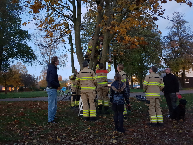 Knulletje vast in boom