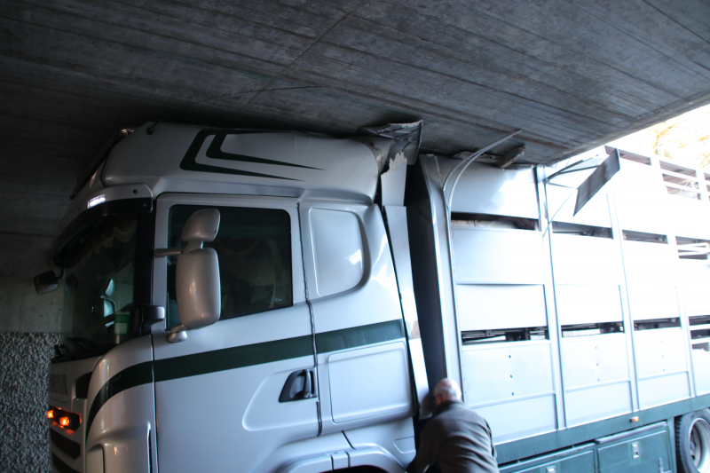 Vrachtwagen vol jonge varkens vastgereden onder viaduct