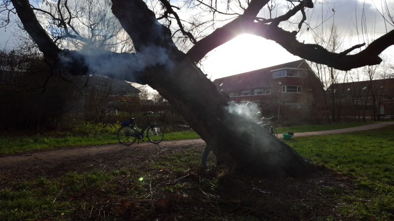 Klimboom in brand gestoken