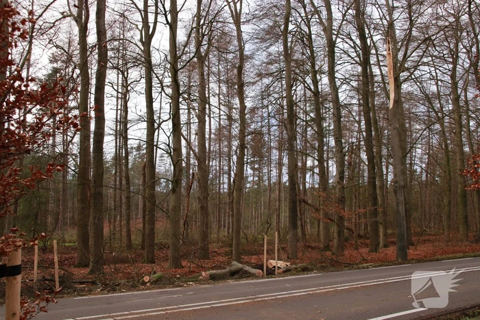 Verkeershinder door afgebroken stuk boom