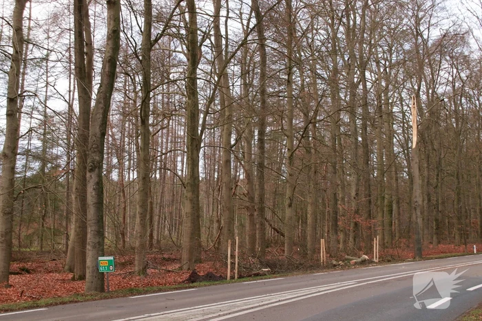 Verkeershinder door afgebroken stuk boom