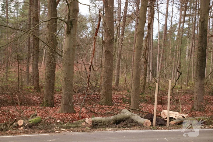 Verkeershinder door afgebroken stuk boom