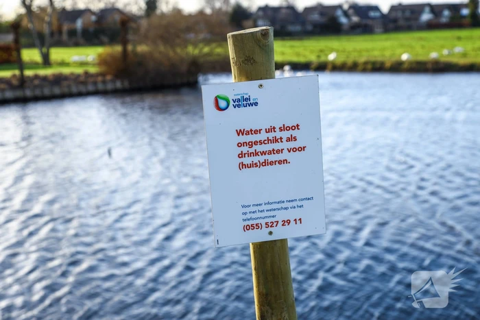 30 dode karpers uit vervuilde vijver gehaald gehaald