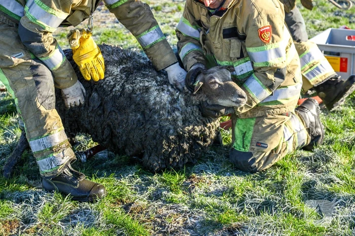 Wandelaars vinden bevroren schaap in sloot