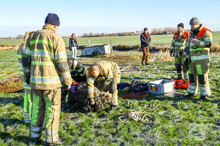 Wandelaars vinden bevroren schaap in sloot