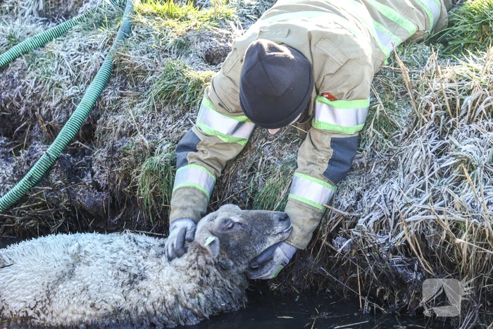Wandelaars vinden bevroren schaap in sloot