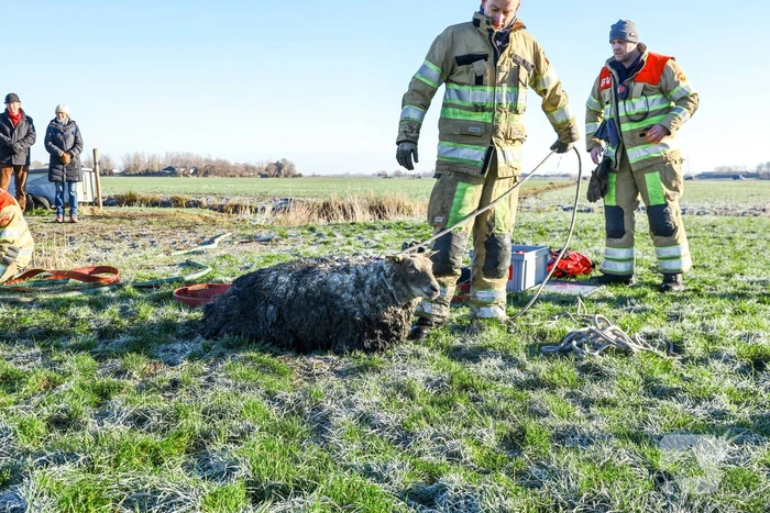 Wandelaars vinden bevroren schaap in sloot