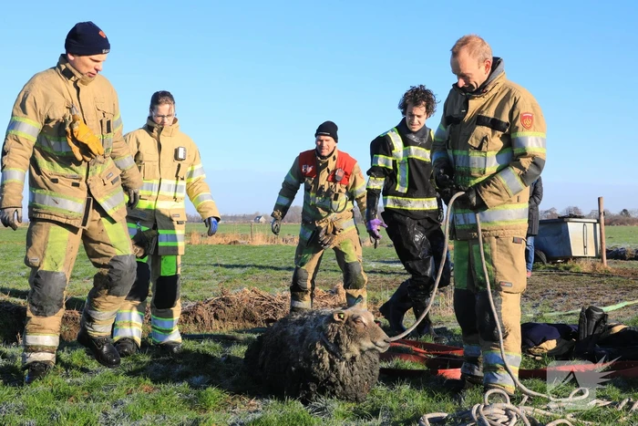 Wandelaars vinden bevroren schaap in sloot