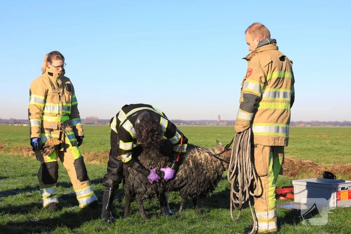 Wandelaars vinden bevroren schaap in sloot