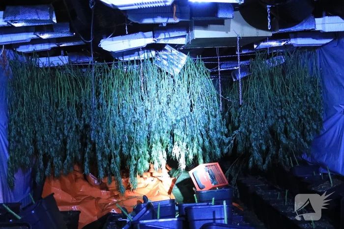 600 wietplanten gevonden in bedrijfspand (Bunschoten-Spakenburg)