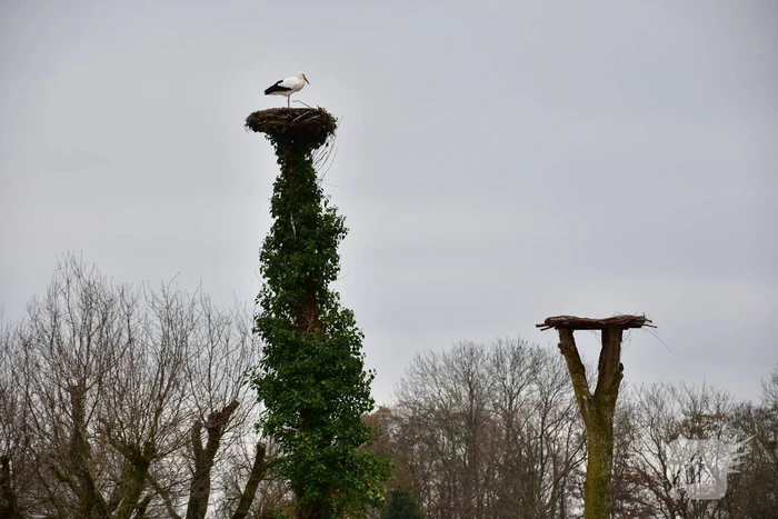 Ooievaar weer thuis op nest (Eemnes)
