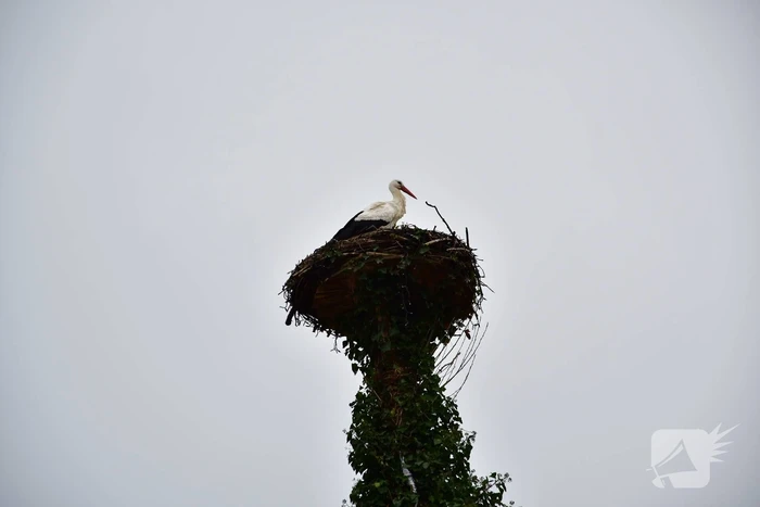 Ooievaar weer thuis op nest (Eemnes)