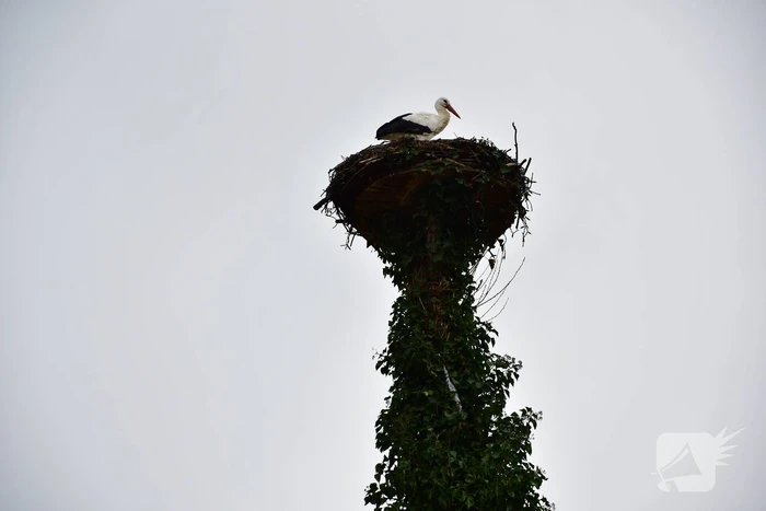 Ooievaar weer thuis op nest (Eemnes)