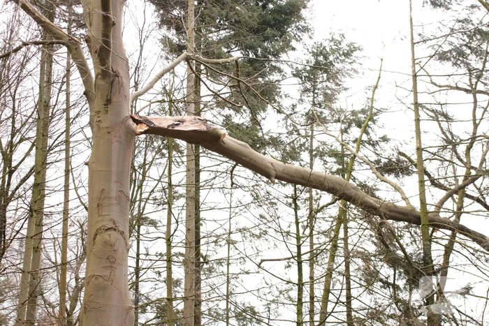 Hoogwerker weigert dienst om een grote boom met schade te vellen