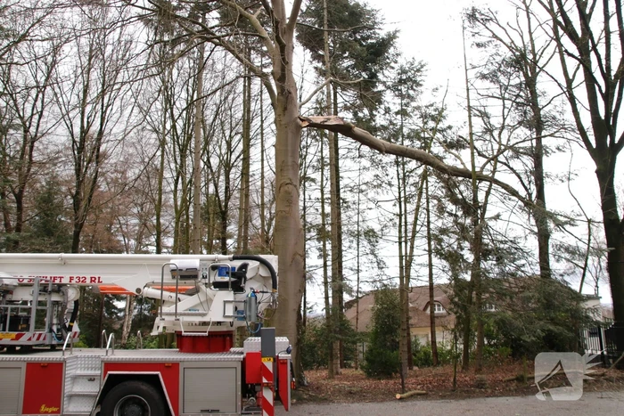 Hoogwerker weigert dienst om een grote boom met schade te vellen