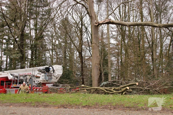 Hoogwerker weigert dienst om een grote boom met schade te vellen