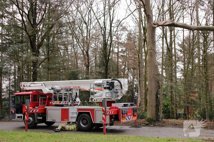 Hoogwerker weigert dienst om een grote boom met schade te vellen