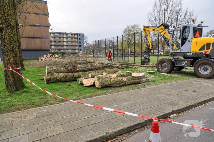 Bomenkap voor nieuwe speel- en ontmoetingsplekken