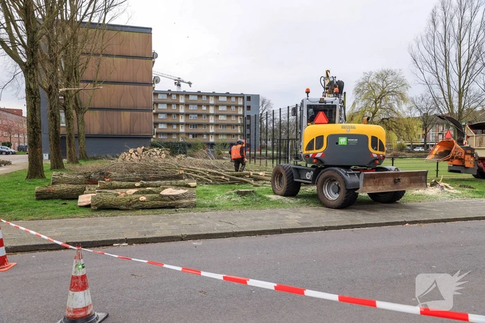 Bomenkap voor nieuwe speel- en ontmoetingsplekken