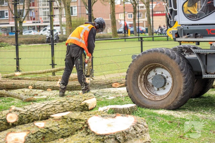 Bomenkap voor nieuwe speel- en ontmoetingsplekken