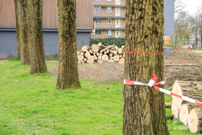 Bomenkap voor nieuwe speel- en ontmoetingsplekken