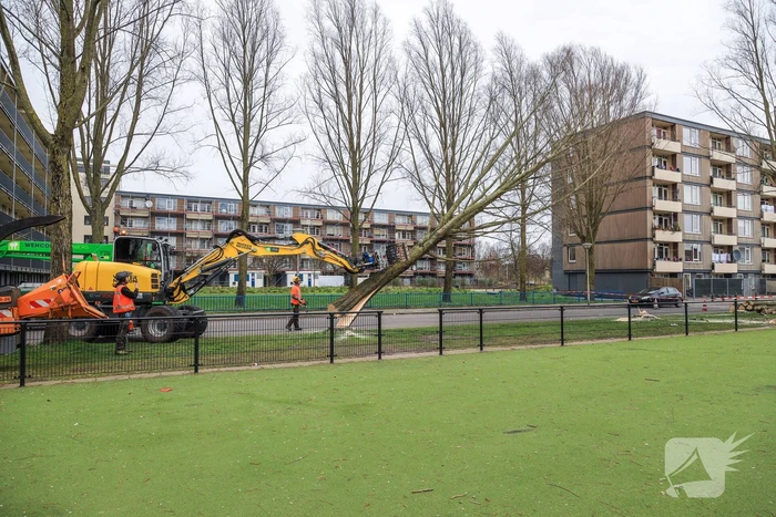 Bomenkap voor nieuwe speel- en ontmoetingsplekken