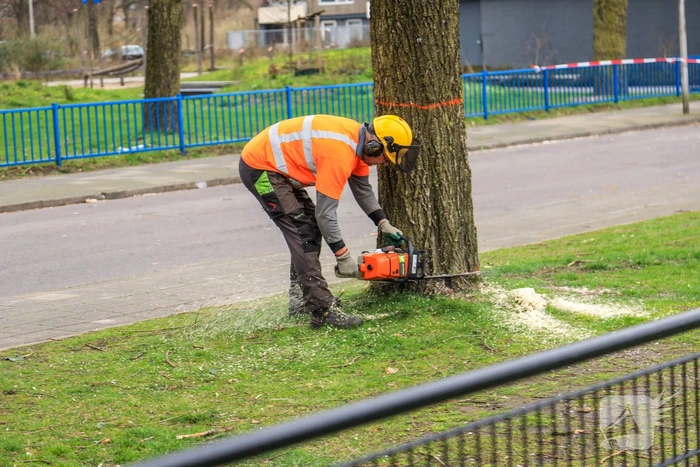 Bomenkap voor nieuwe speel- en ontmoetingsplekken