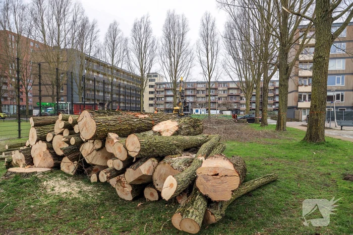 Bomenkap voor nieuwe speel- en ontmoetingsplekken