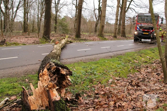 Omgewaaide boom blokkeert weg