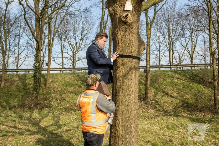 Wethouder opent proefgebied biologische bestrijding eikenprocessierups