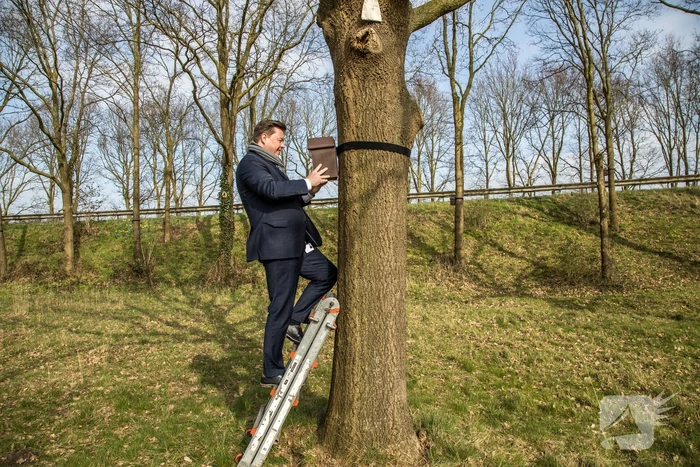Wethouder opent proefgebied biologische bestrijding eikenprocessierups