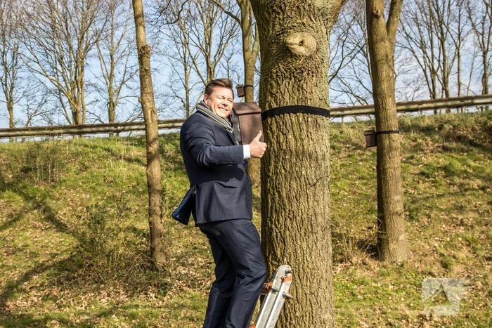 Wethouder opent proefgebied biologische bestrijding eikenprocessierups