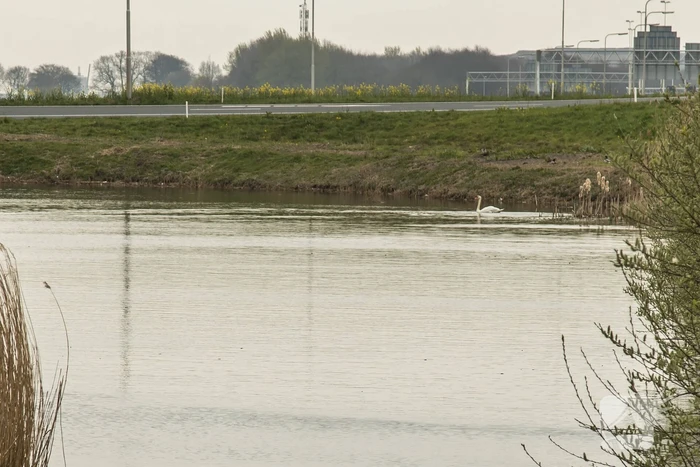 Aangereden zwaan laat zich niet vangen, Bunschoterstraat