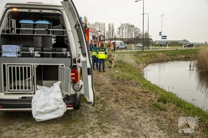 Aangereden zwaan laat zich niet vangen, Bunschoterstraat
