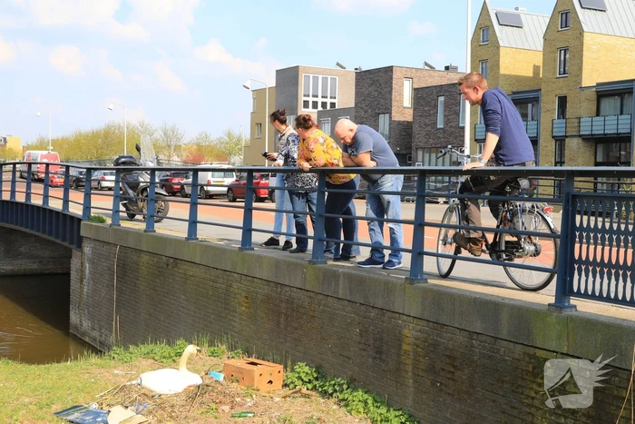 Broedende zwaan bekogeld