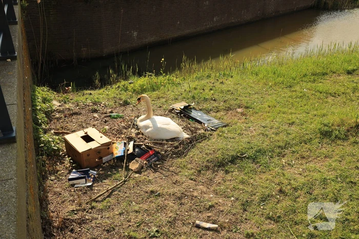 Broedende zwaan bekogeld
