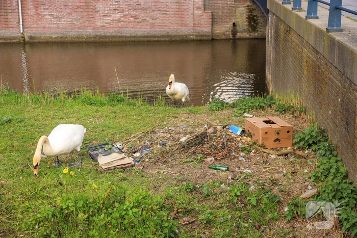Broedende zwaan bekogeld