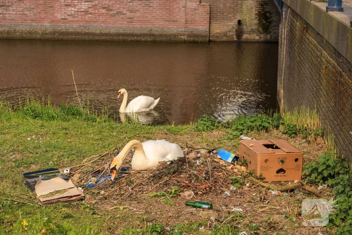 Broedende zwaan bekogeld