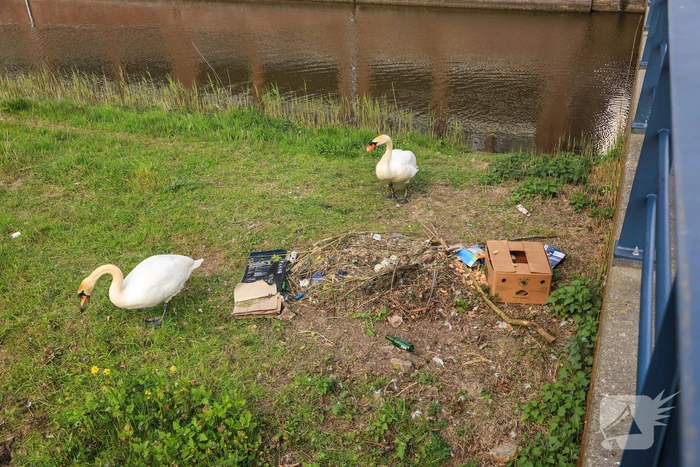 Broedende zwaan bekogeld