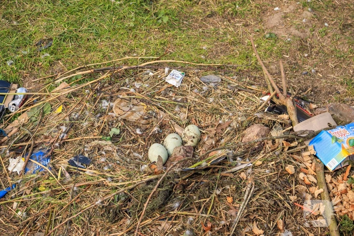 Broedende zwaan bekogeld