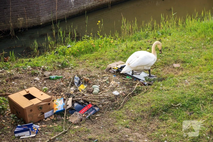 Broedende zwaan bekogeld